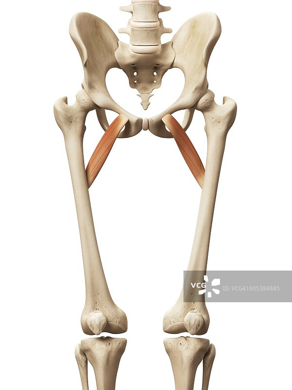 人体肌肉插图图片素材