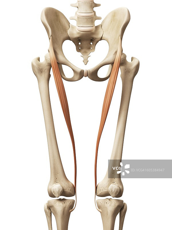 腿部肌肉、插图图片素材