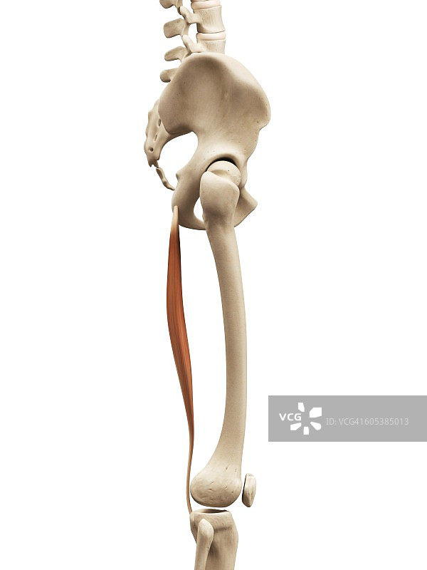 腿部肌肉插画图片素材