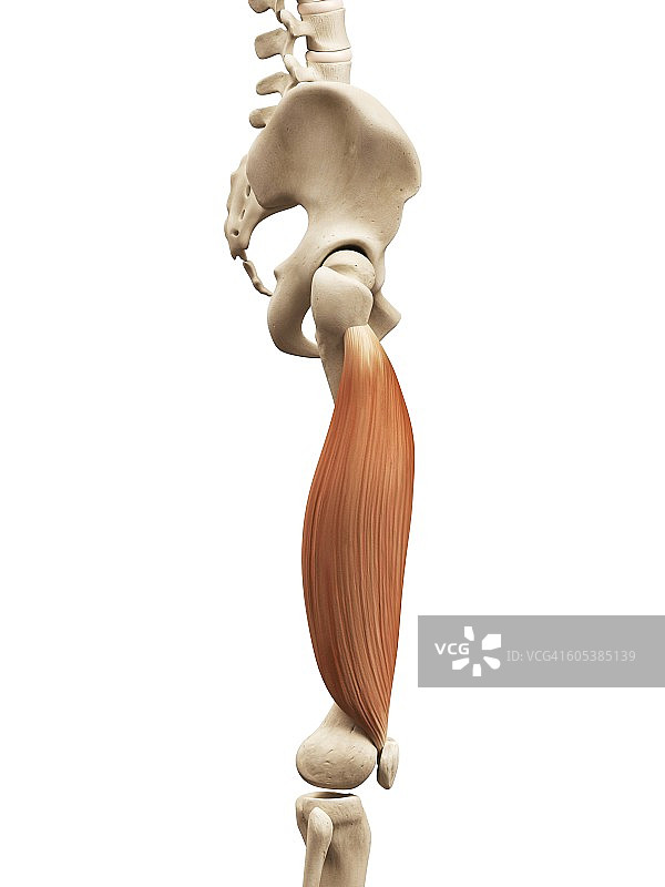 腿部肌肉、插图图片素材