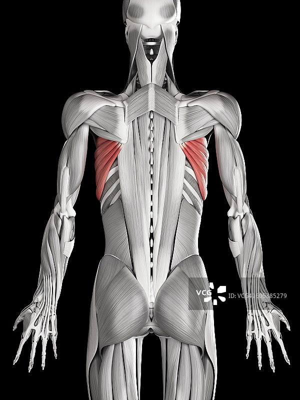 人类背部肌肉，图示图片素材