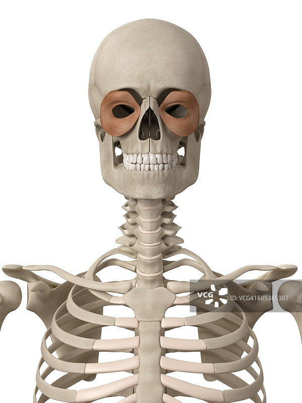 人脸部肌肉图图片素材