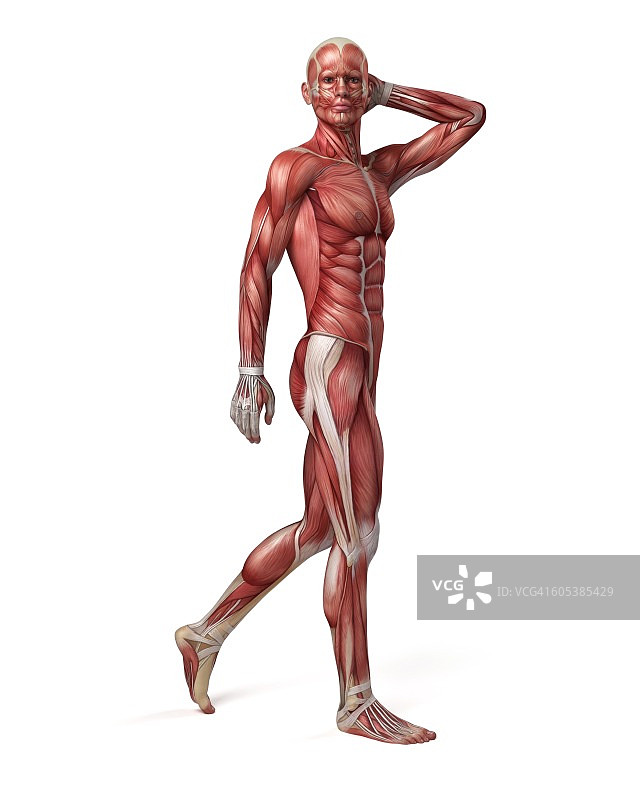 男性肌肉系统，说明图片素材
