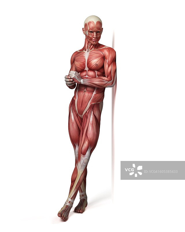 男性肌肉系统，说明图片素材