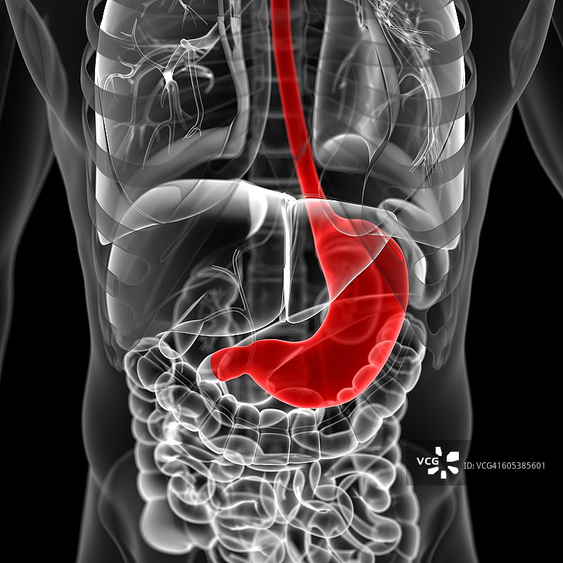 胃、插图图片素材