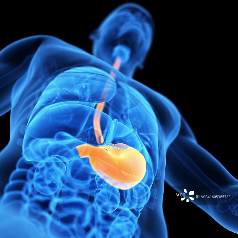 胃、插图图片素材