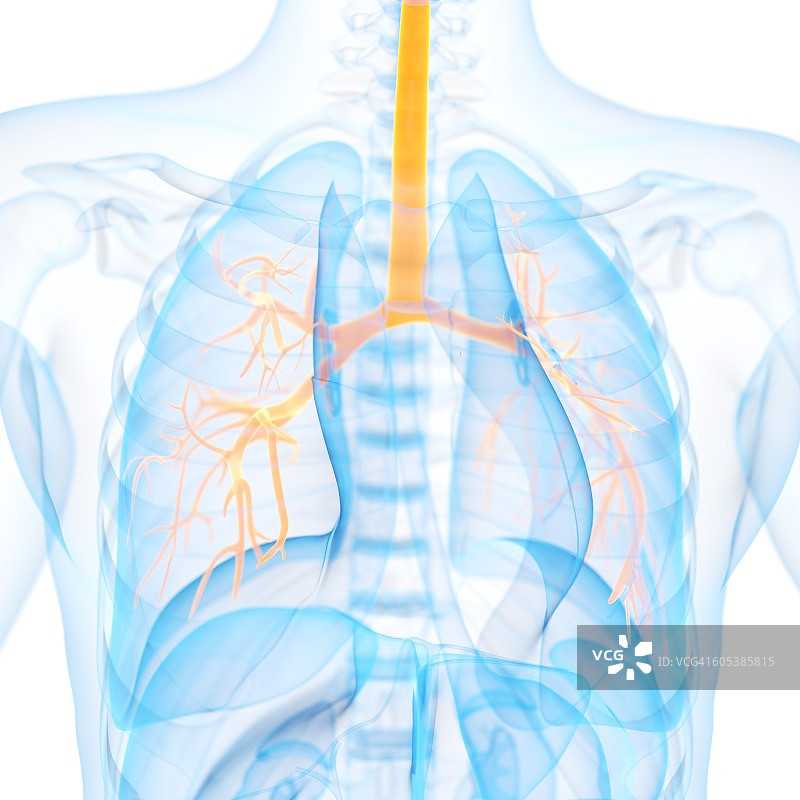 人类支气管结构图图片素材