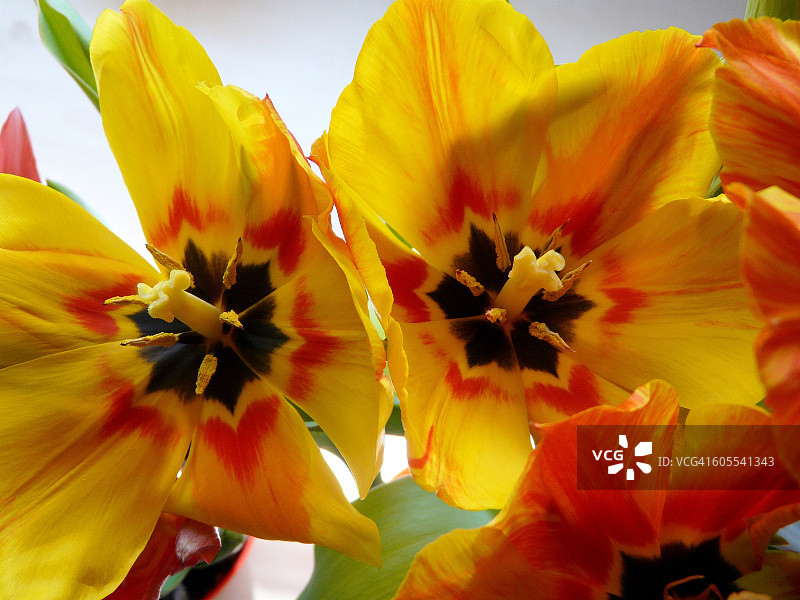 开放的郁金香图片素材