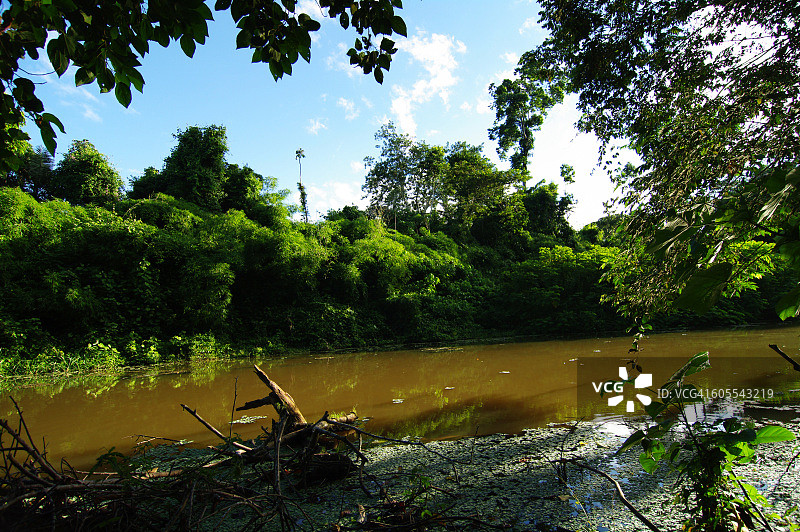 马迪迪国家公园的热带丛林图片素材