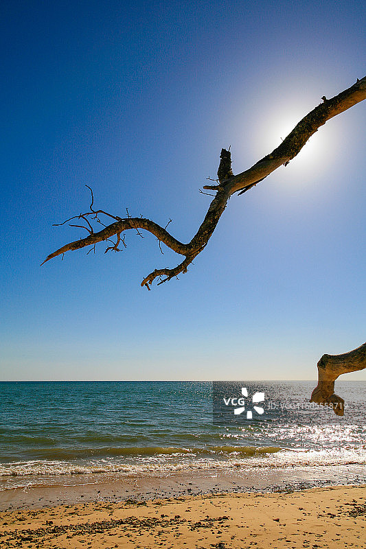 蓝天下的沙滩枯木图片素材