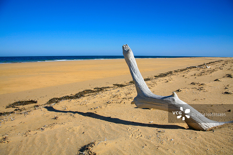 美丽海岸线沙丘上的枯木图片素材