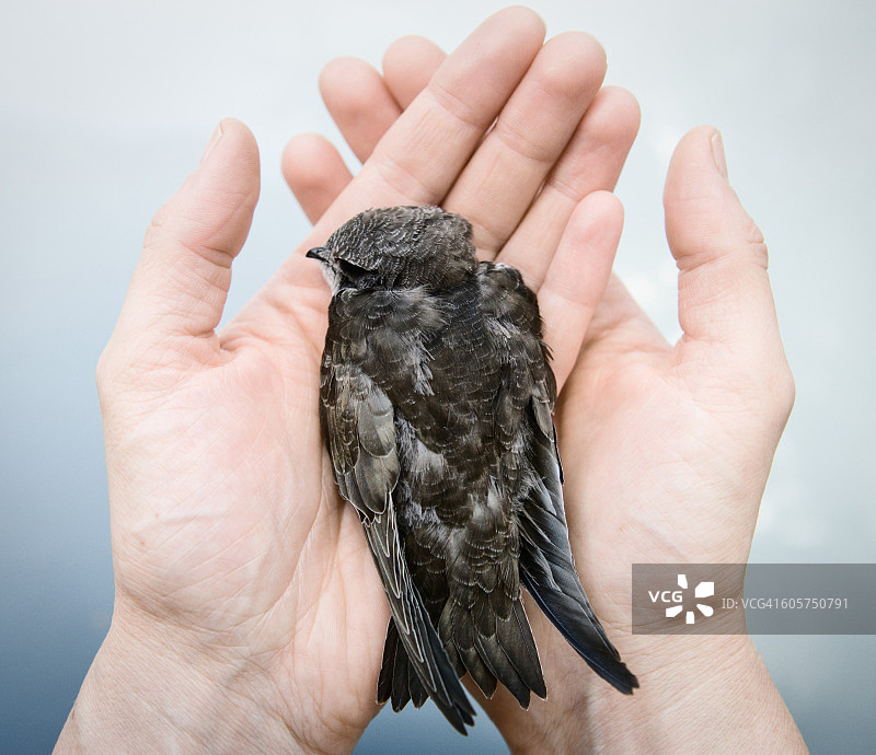 手中的鸟图片素材