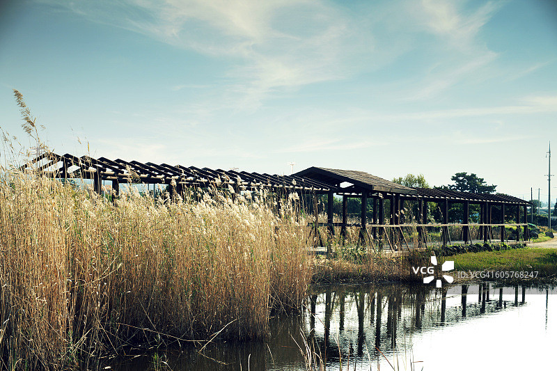 沼泽地图片素材