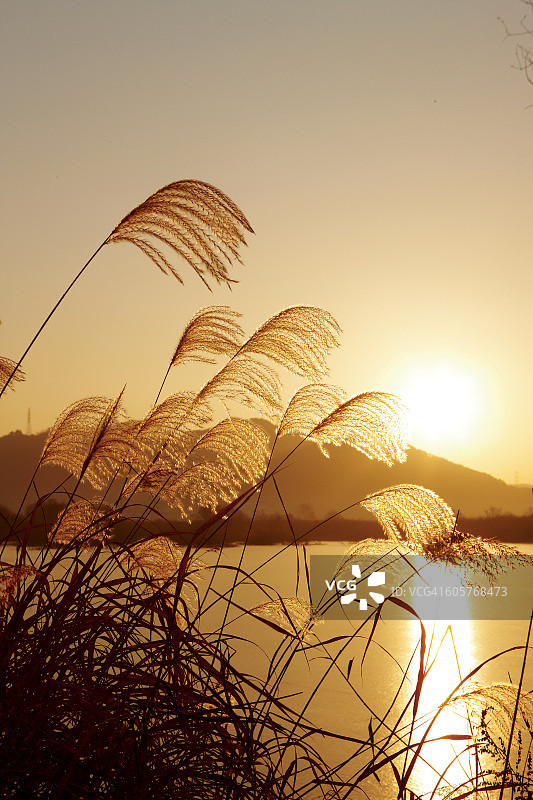 昌宁郡，南庆尚道， Junam水库的芦苇图片素材