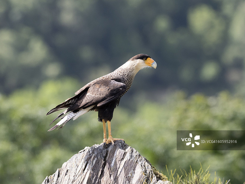 南美卡拉鹰：栖息在法国比利牛斯山岩石上图片素材