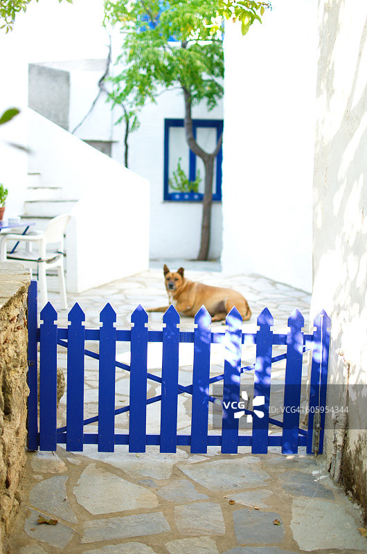 木栅栏后面的看门狗图片素材