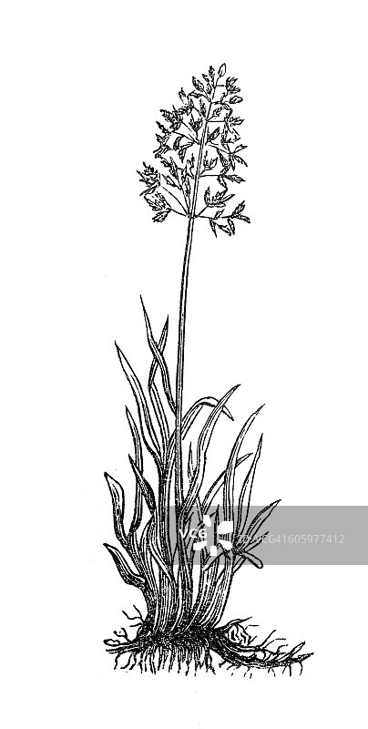 草地早熟禾图片素材