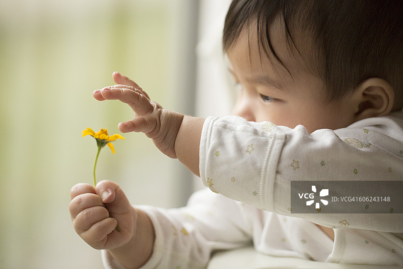 一个亚洲幼儿伸出手指，试图触摸玻璃窗旁的一朵花图片素材