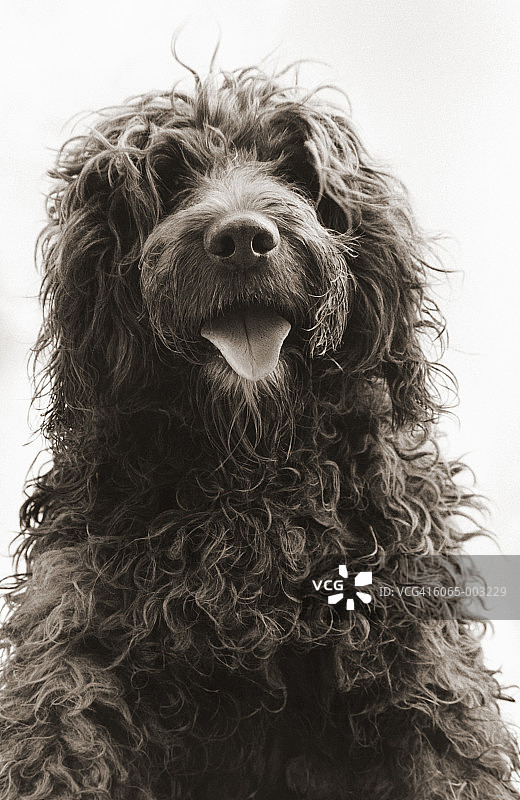 葡萄牙水犬图片素材