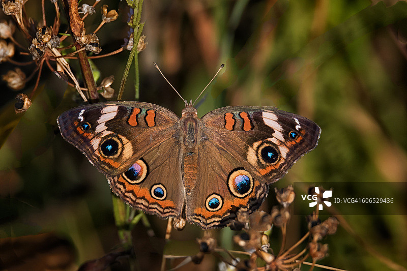 普通俄亥俄 buckeye 蝴蝶图片素材