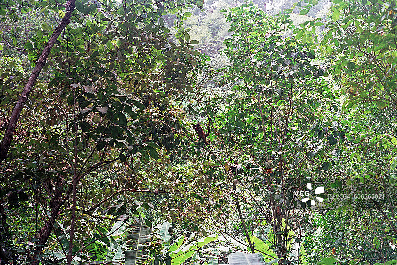 伪装的动物图片素材