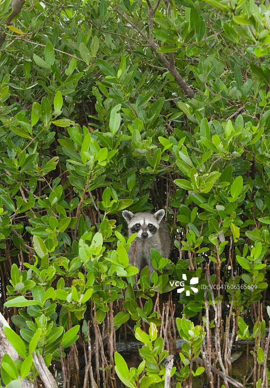 伪装的动物图片素材