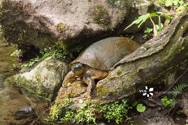 伪装的动物图片素材