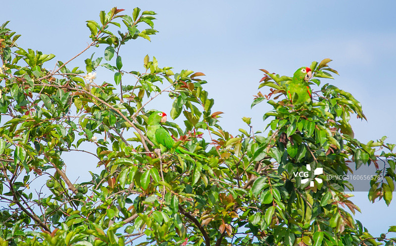 伪装的动物图片素材