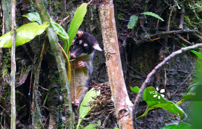 伪装的动物图片素材