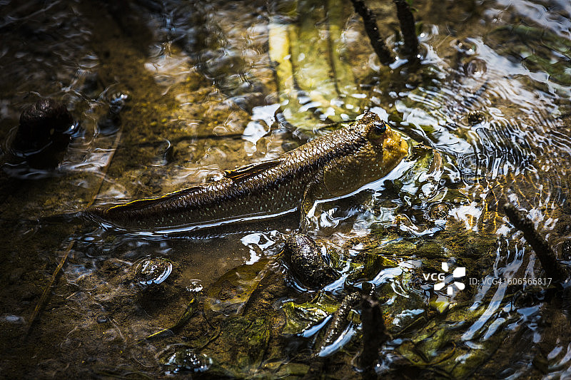 伪装的动物图片素材