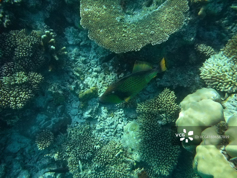 伪装的动物图片素材