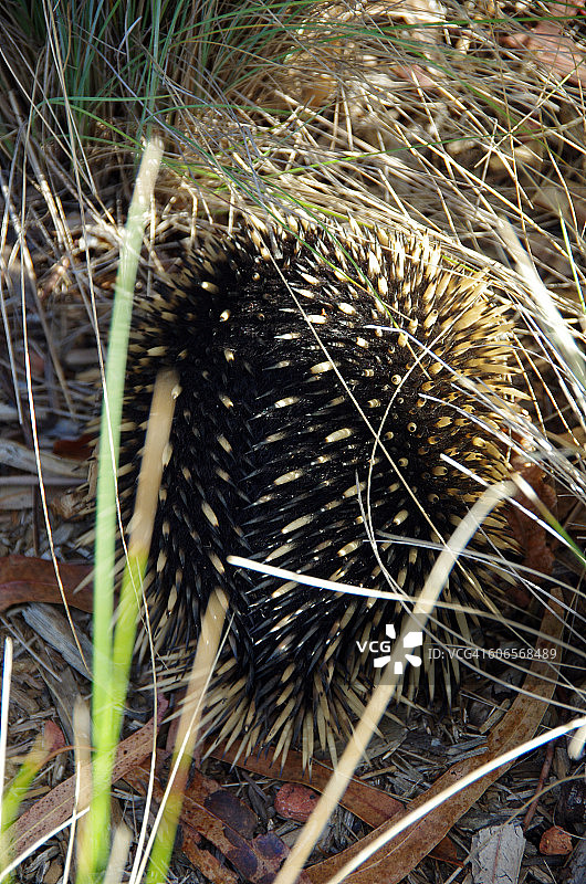 伪装的动物图片素材