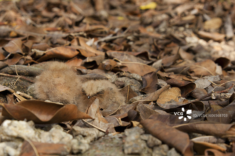 伪装的动物图片素材