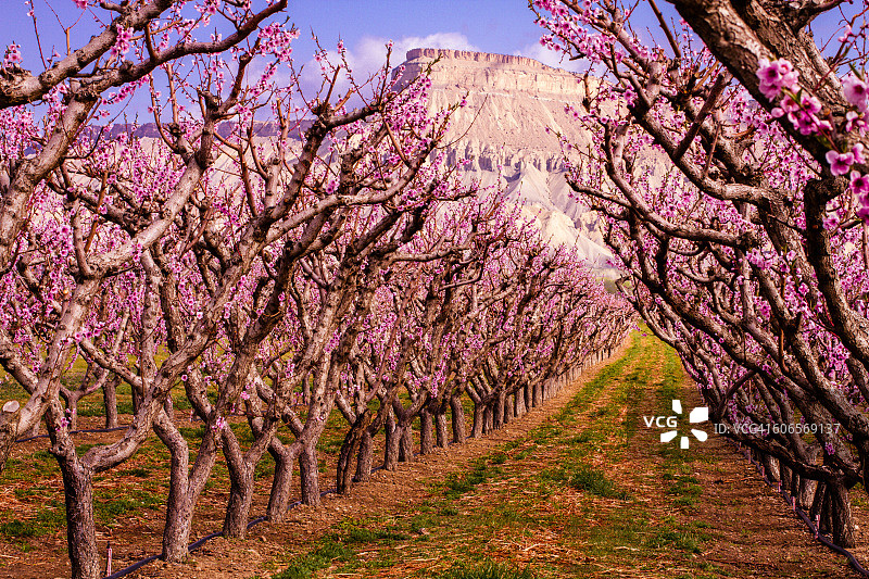 色彩故事-粉色图片素材