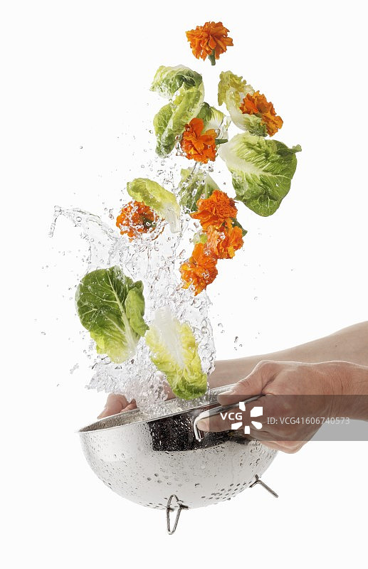 清洗生菜和万寿菊图片素材