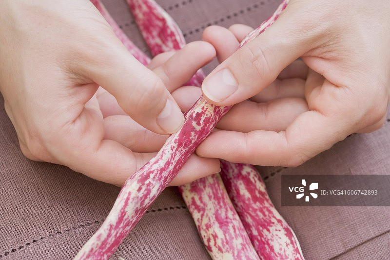 博洛蒂豆，打开豆荚图片素材