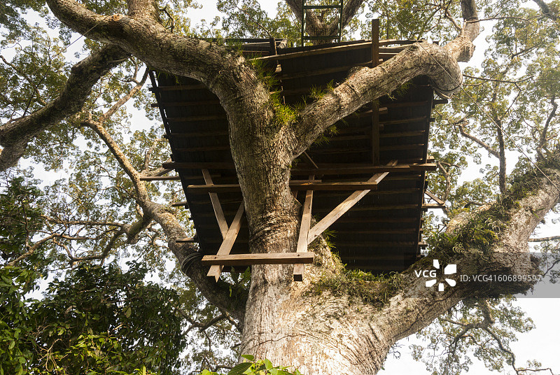 亚马逊雨林树冠观景台图片素材