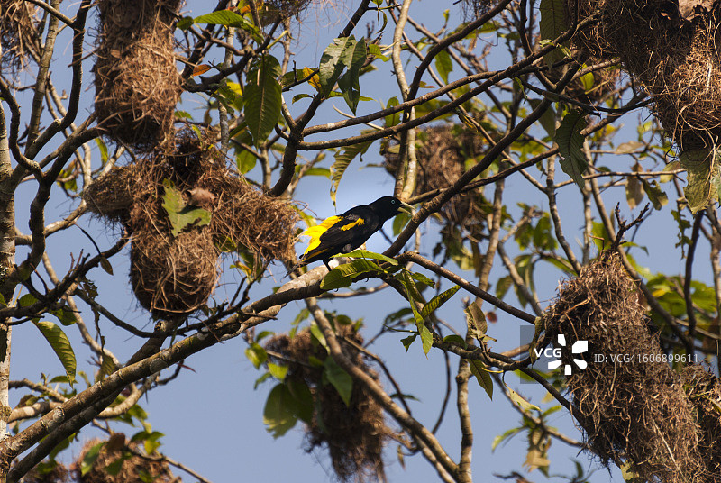 亚马逊雨林树上的黄鹂鸟巢图片素材