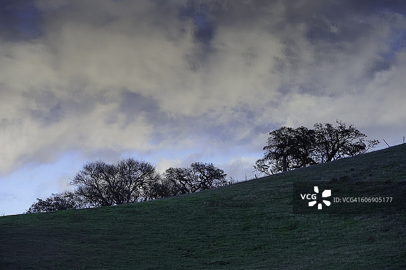 多云天空下的灌木橡树图片素材