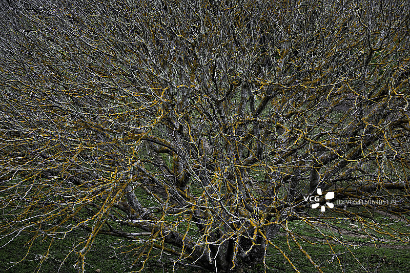 地衣覆盖的橡树枝图片素材