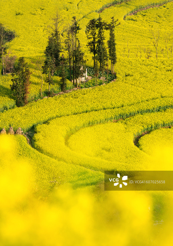 中国云南罗平的油菜花田图片素材