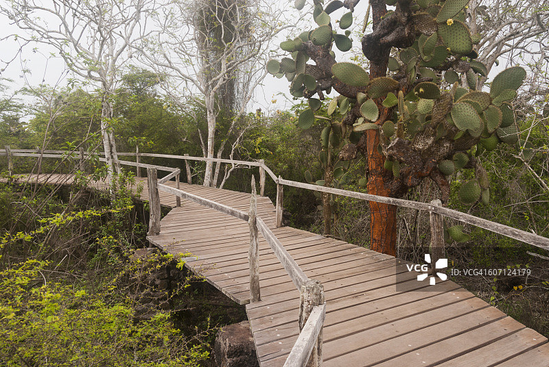 达尔文研究站木板路图片素材