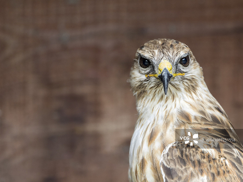 红隼肖像，法国比利牛斯山脉图片素材