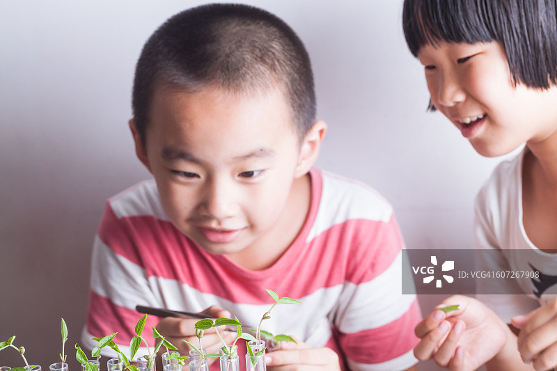 可爱的女孩和男孩观看绿色豆苗图片素材