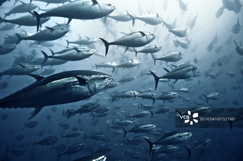 金枪鱼群图片素材
