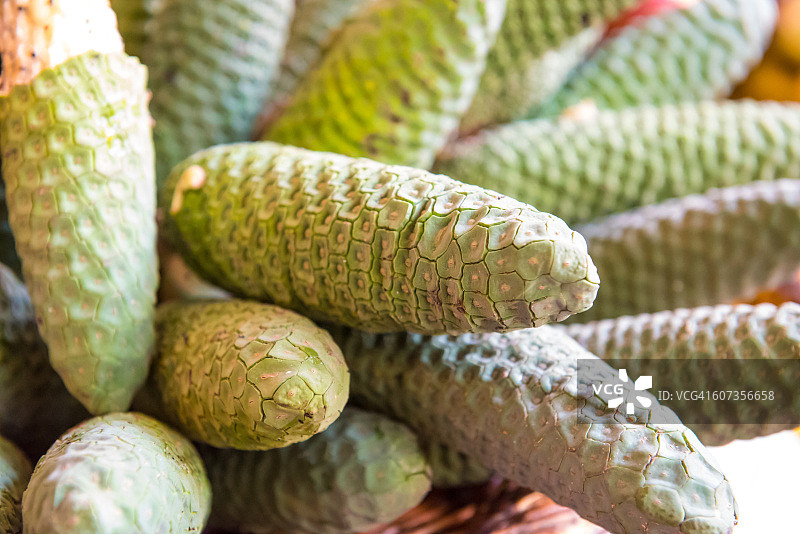 龟背竹：香蕉菠萝或乳头果图片素材