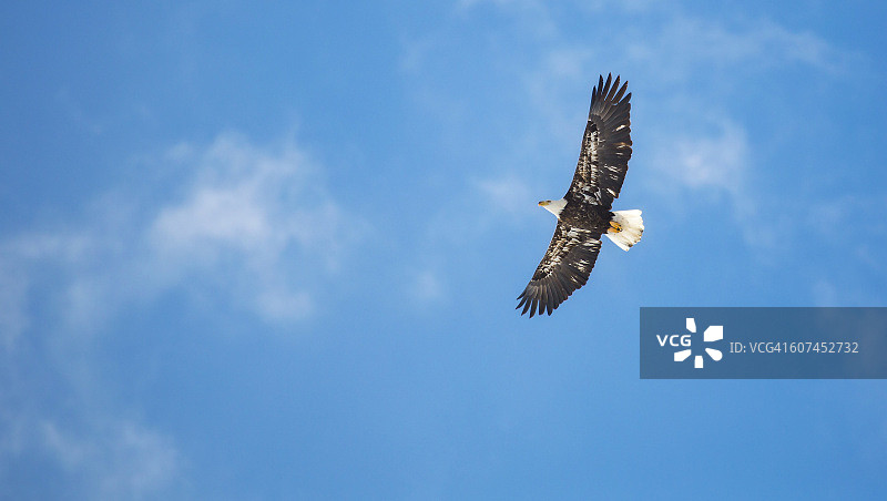白头海雕图片素材