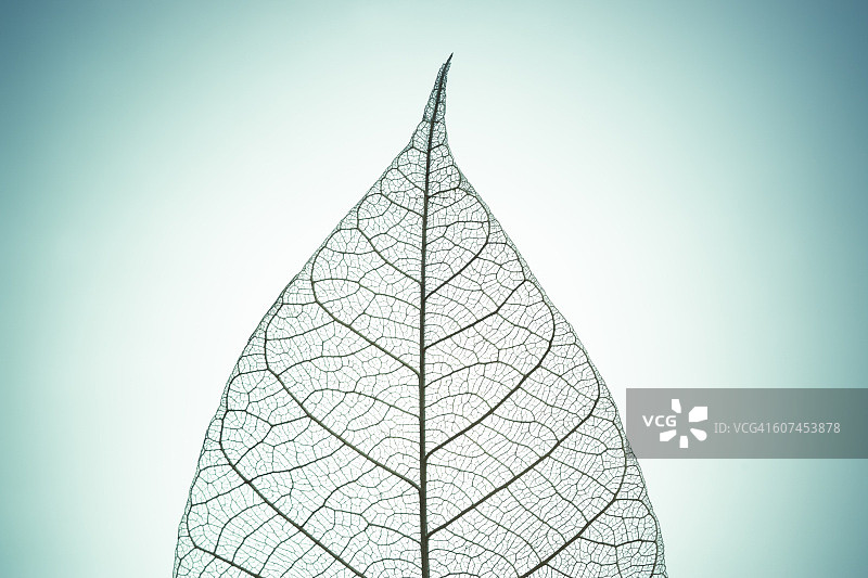 绿色调背景上的树叶骨架图片素材