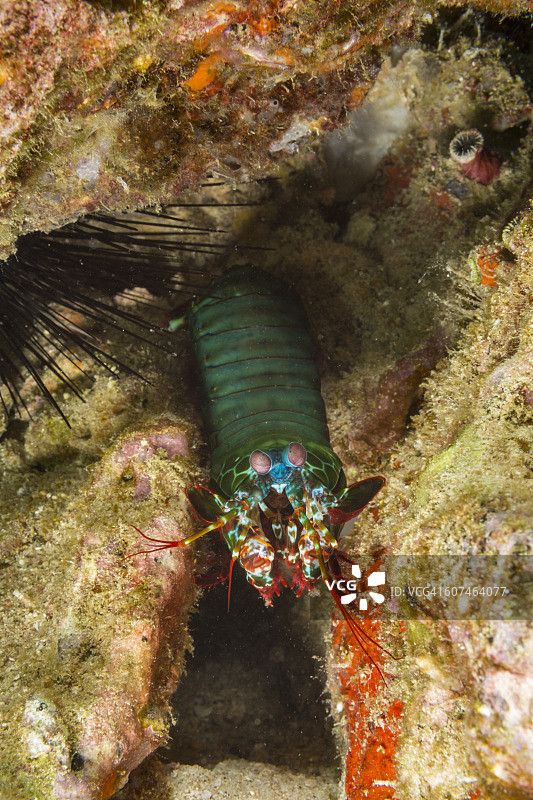 印度尼西亚的虾蛄图片素材