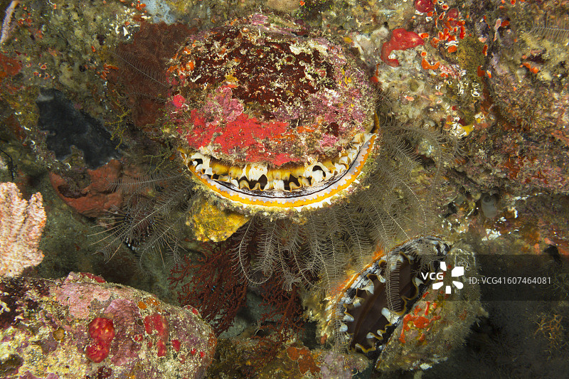 棘牡蛎，印度尼西亚图片素材